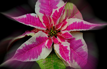 Картинка цветы колеусы +каладиумы растение цвет природа листья