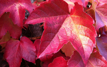 Картинка природа листья красные осень макро