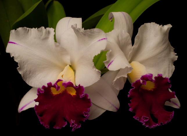Обои картинки фото цветы, орхидеи, фон, чёрный