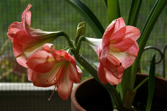 Обои картинки фото цветы, амариллисы,  гиппеаструмы, amaryllis, амариллис, красный
