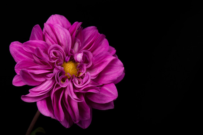 Обои картинки фото цветы, георгины, фон, чёрный, лепестки, розовый, георгин, цветок