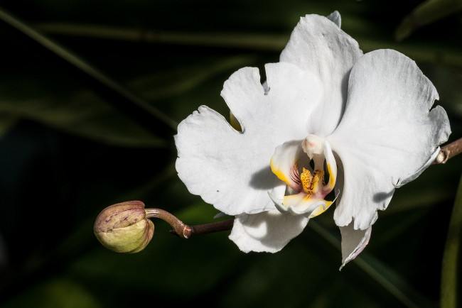 Обои картинки фото цветы, орхидеи, белая, орхидея, фон, макро, тёмный