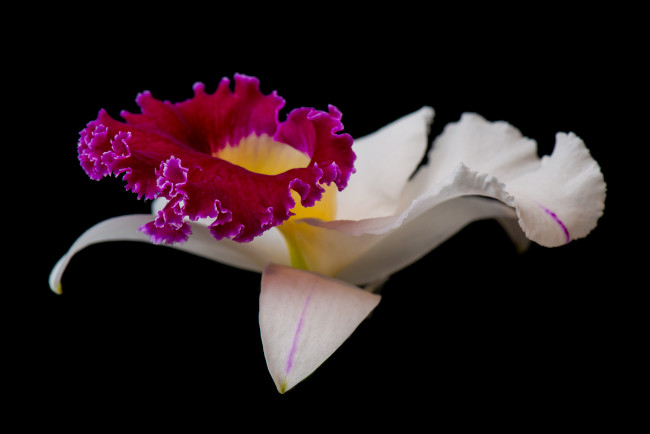 Обои картинки фото цветы, орхидеи, орхидея, макро, цветок, фон, чёрный