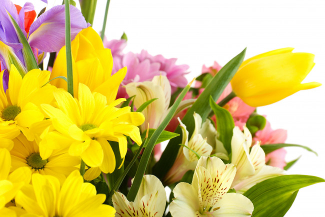 Обои картинки фото цветы, разные вместе, альстромерии, тюльпаны, хризантемы