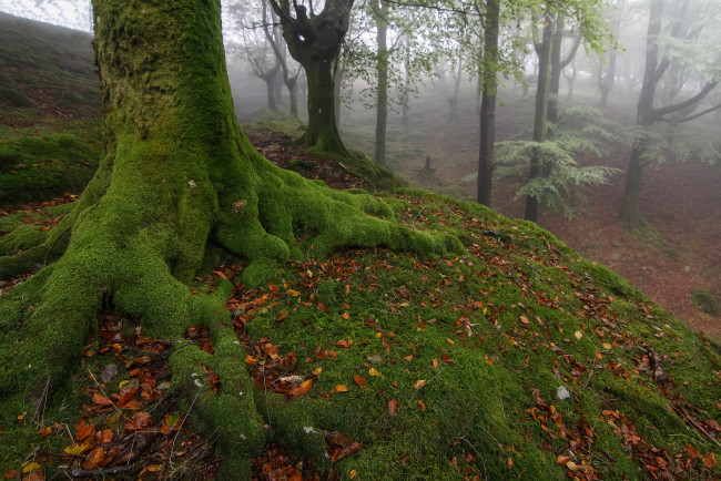 Обои картинки фото природа, лес, туман, мох, корни, стволы, утро, деревья