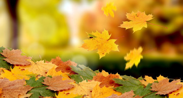 Картинка природа листья кленовые желтые осень листопад