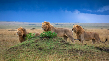 Картинка животные львы трое