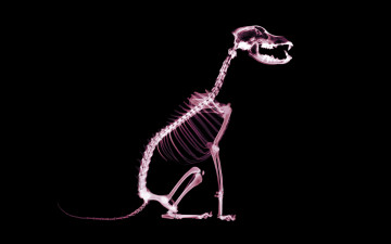 Картинка разное кости +рентген собака скелет
