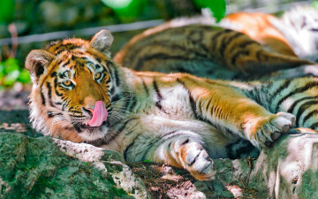 Картинка животные тигры зверь язык рыжий тигр камни хищник