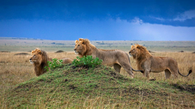 Обои картинки фото животные, львы, трое