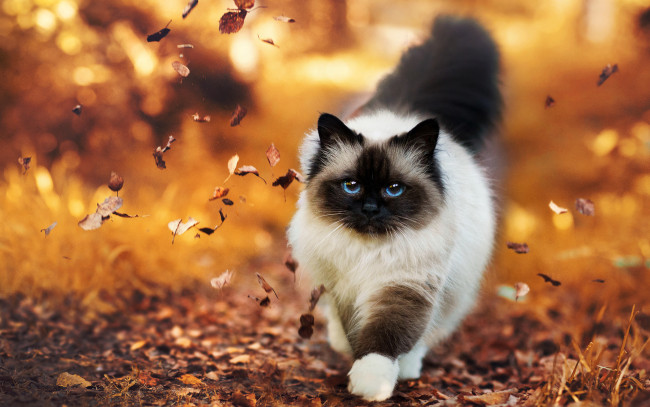 Обои картинки фото животные, коты, кошка, листья, осень