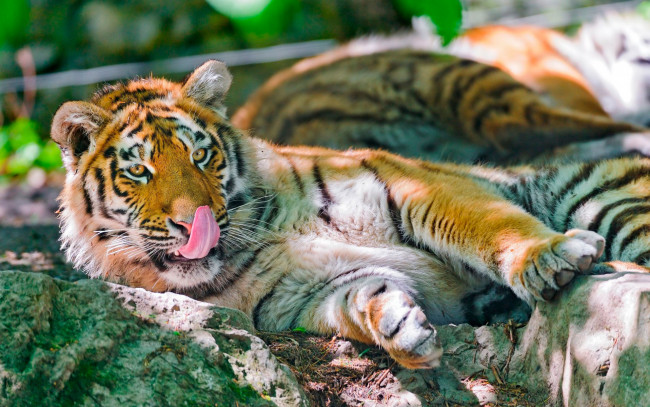 Обои картинки фото животные, тигры, зверь, язык, рыжий, тигр, камни, хищник