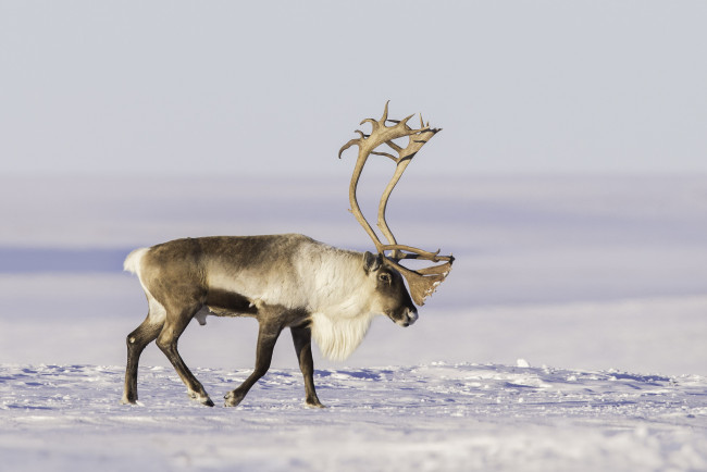 Обои картинки фото животные, олени, тундра, снег, северный, олень, рога