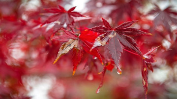 Картинка природа листья боке осень капли