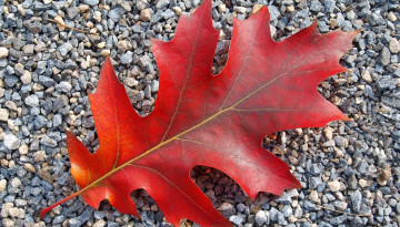 Картинка природа листья осенний камни дубовый лист