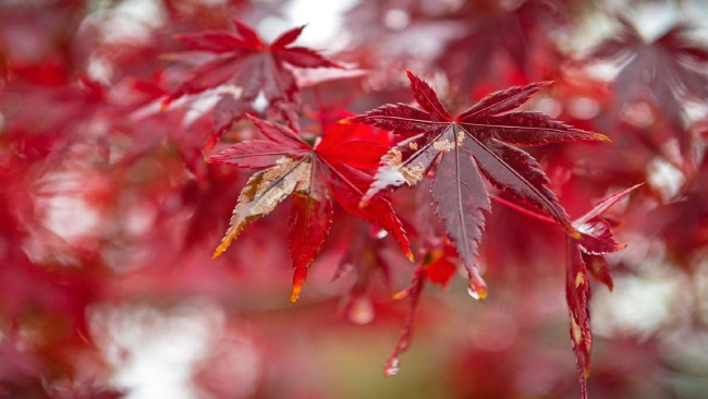 Обои картинки фото природа, листья, боке, осень, капли