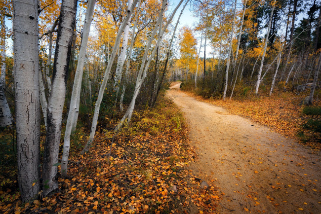 Обои картинки фото природа, дороги, осень, листопад, березы, дорога, проселочная