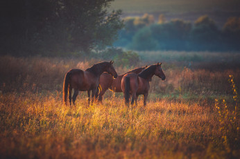 Картинка животные лошади три коня гнедые троица тройка трио пара пастбище кони природа осень поле