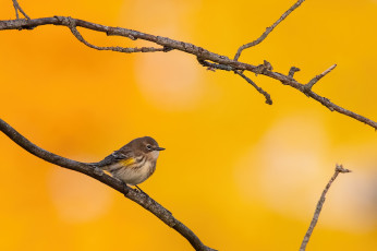 Картинка животные птицы ветка птица природа осень