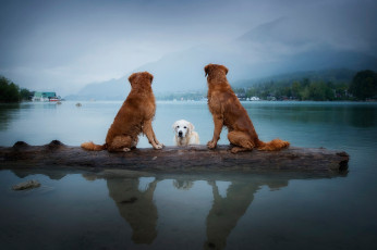 Картинка животные собаки ретриверы три троица сидят поселение плавание водоем друзья отрревно озеро бман купание берег дерево туажение поза природа горы пейзаж небо взгляд