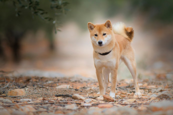 Картинка животные собаки взгляд листья природа камни собака ветка рыжий ошейник молодой пёсик сиба-ину