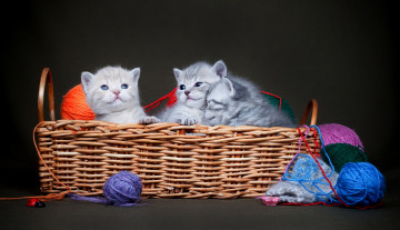 Картинка животные коты тёмный фон клубки трио корзинка нитки малыши котята корзина