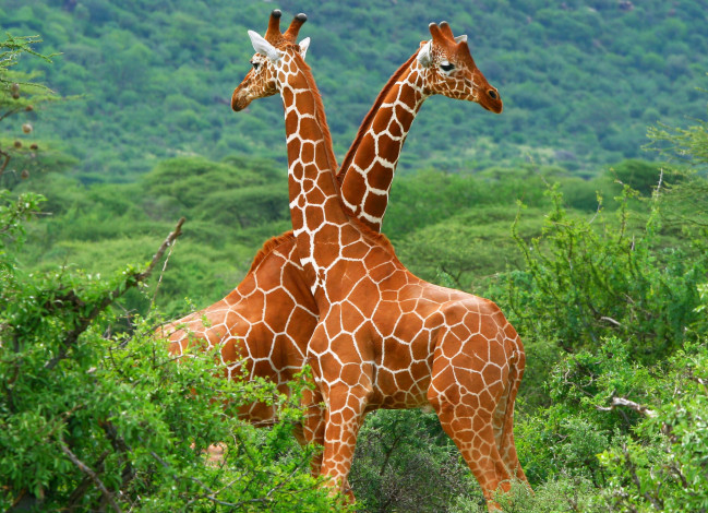 Обои картинки фото животные, жирафы, пара, кусты, зелень