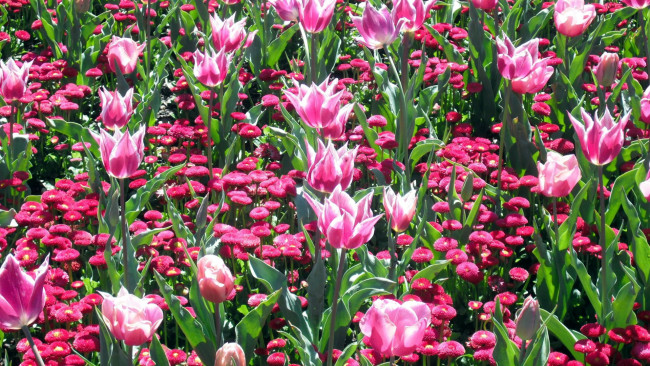 Обои картинки фото цветы, разные вместе, тюльпаны, маргаритки