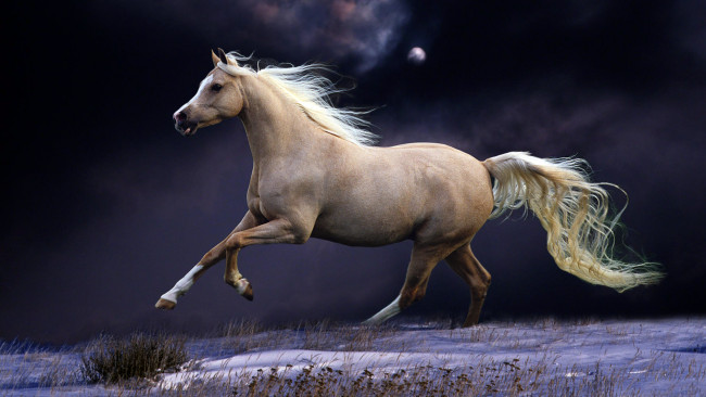 Обои картинки фото животные, лошади, снег, поле, галоп, буланый, конь