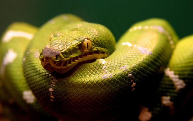 Обои картинки фото животные, змеи,  питоны,  кобры, питон, змея, зеленый