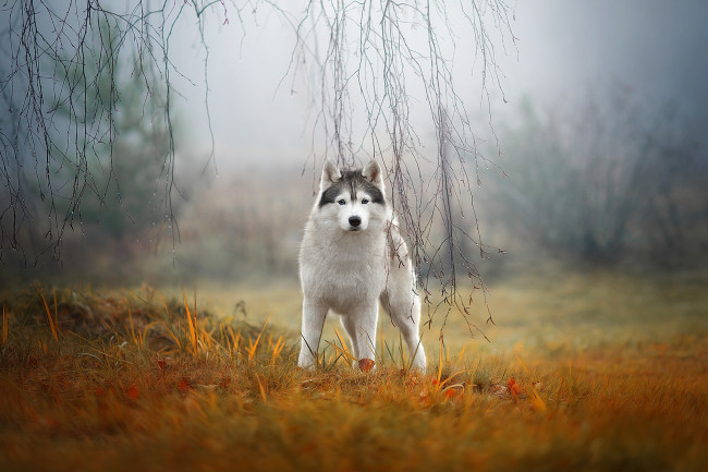 Обои картинки фото животные, собаки, сибирский, хаски, собака, туман, природа, ветки, взгляд, трава, осень