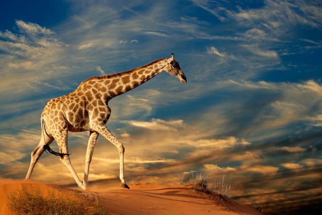Обои картинки фото животные, жирафы, песок, небо, трава, солнце, облака, природа, жираф