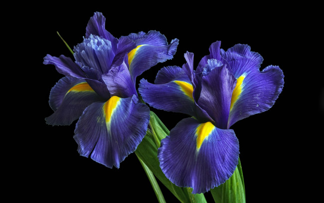 Обои картинки фото цветы, ирисы, дуэт, синие