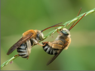 обоя животные, пчелы, осы, шмели