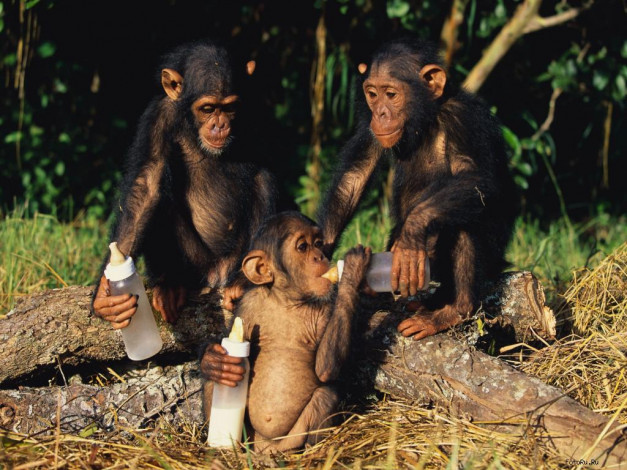 Обои картинки фото животные, обезьяны