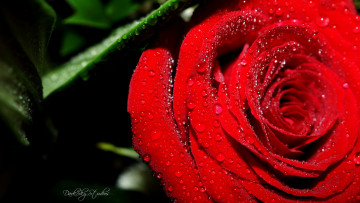 Картинка цветы розы капли макро