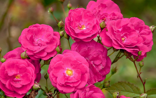 Обои картинки фото цветы, розы, куст, яркий, розовый
