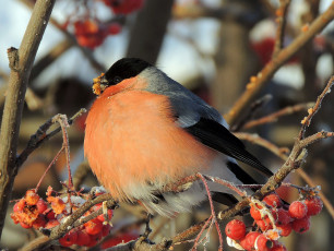 Картинка животные снегири ягоды рябина птица