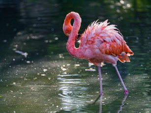 обоя животные, фламинго, вода, розовый