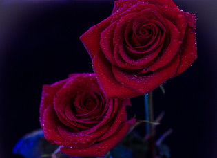 Картинка цветы розы бордовый капли