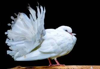 Картинка животные голуби белый хвост
