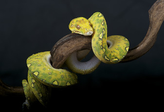 Картинка животные змеи питоны кобры питон