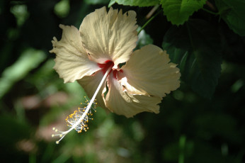 Картинка цветы гибискусы кремовый