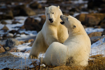 Картинка животные медведи белый отношения