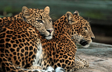 Картинка животные леопарды отношения пара