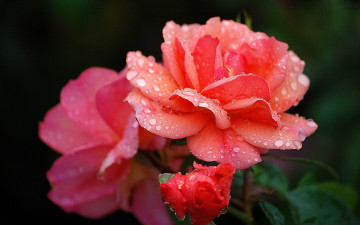 Картинка цветы розы розовый капли
