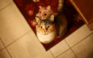 Картинка животные коты кот взгляд коврик плитка