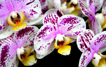 Картинка цветы орхидеи пестрый