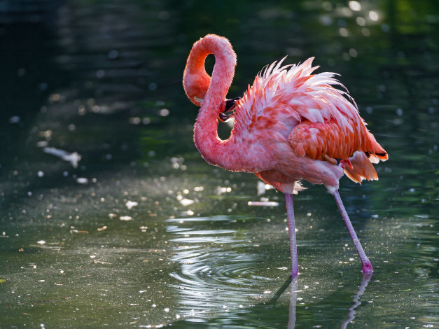 Обои картинки фото животные, фламинго, вода, розовый