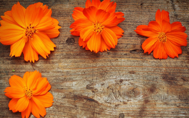 Обои картинки фото цветы, космея, оранжевый
